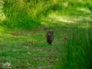 Hare - Zając